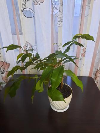 Продается домашний цветок