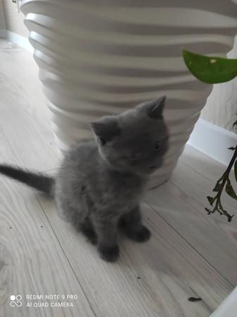 Отдам котенка