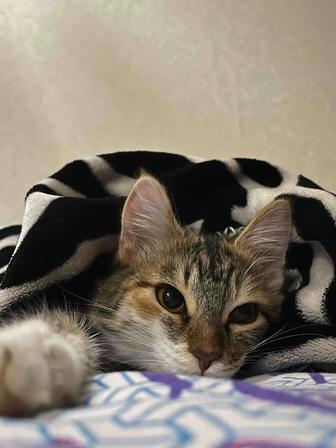 Отдаю кошку бесплатно