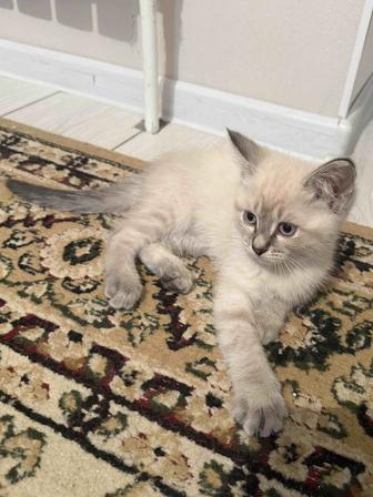 Котенок Мастита с документами!