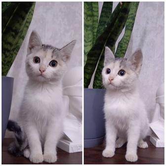 Отдам котенка в добрые руки