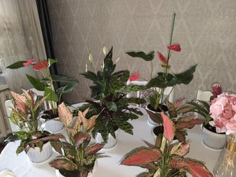 Домашние цветы