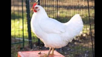 Белая курица