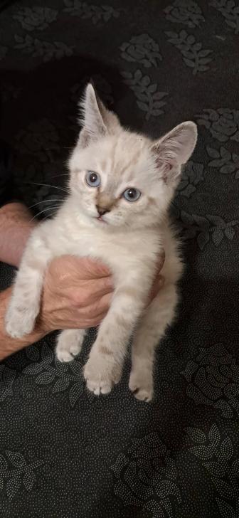 Котенок 2 месяца