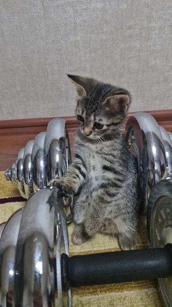 Отдам котенка девочку в добрые руки