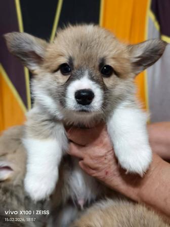 Продам шикарных щенков вельш-корги пемброк