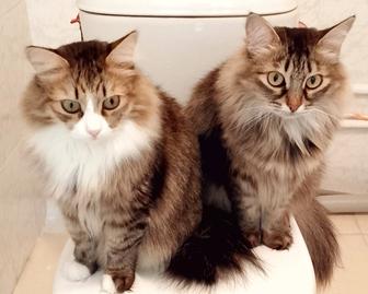 Присмотр за животными.