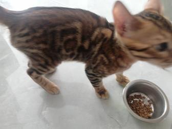 бенгальский котенок