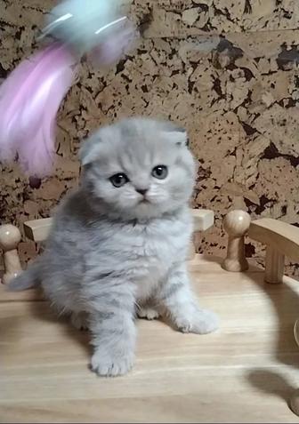 Лиловая Шотландская вислоухая девочка