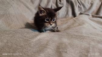 Котята мейнкуны