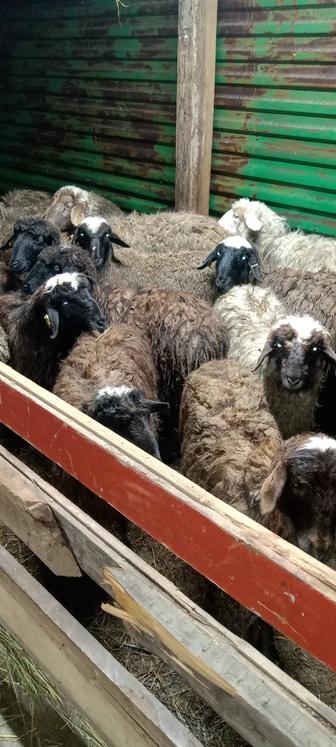 Тоқты откорм. 24 бас