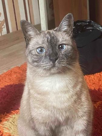 Отдам кошку