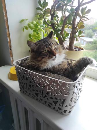 Отдам кота в доброе руки