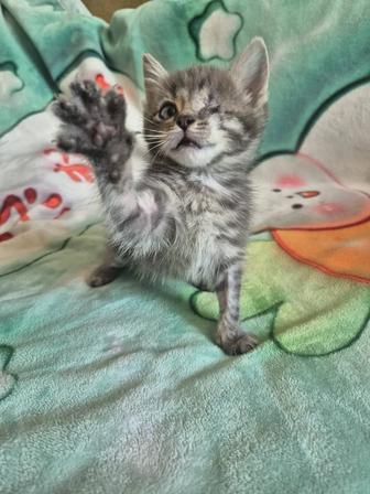 Котик ищет дом