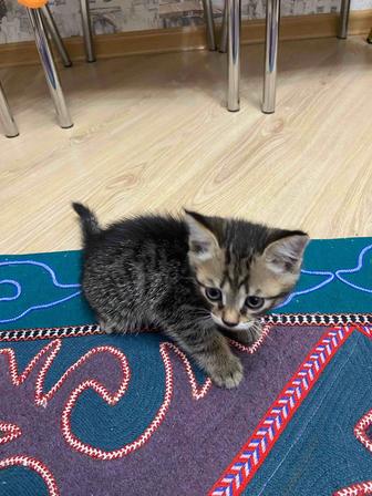 В добрые руки Котенок