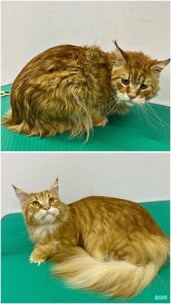 Груминг для кошек и собак