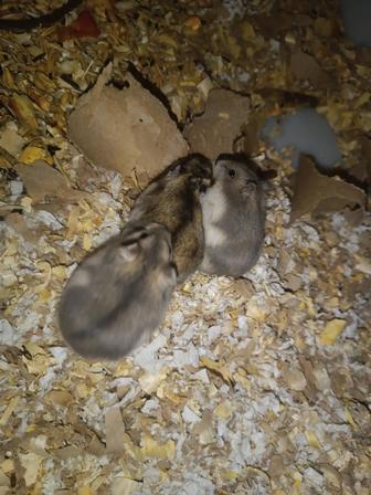 Хомячок джунгарик 1 месяц