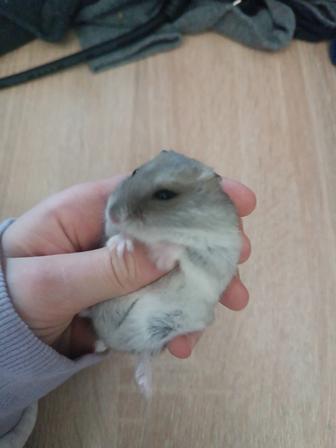 Хомячок джунгарик