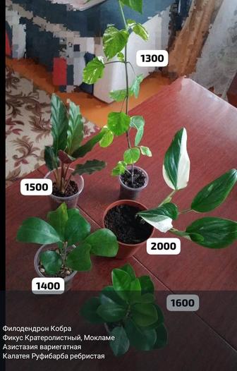 Разные комнатные растения
