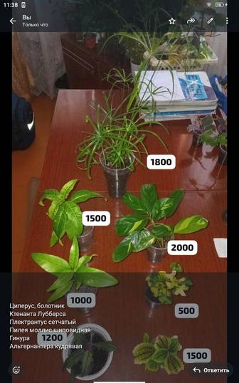 Разные комнатные растения