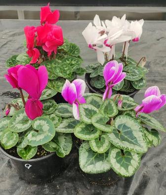 На праздник на подарки!И разные отростки цветов