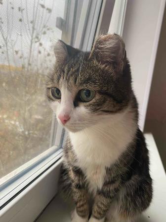 Мышка 1.5 года стерилизованна