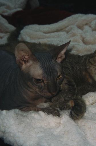 Котик сфинкс ищет хозяина