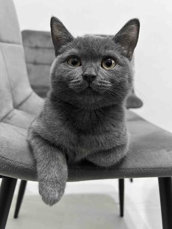 Шотландский котенок