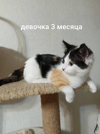 Кошки