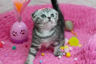 Яркие детки котики и кошечки