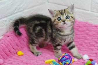 Яркие детки котики и кошечки