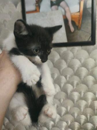 Котята на пристройство