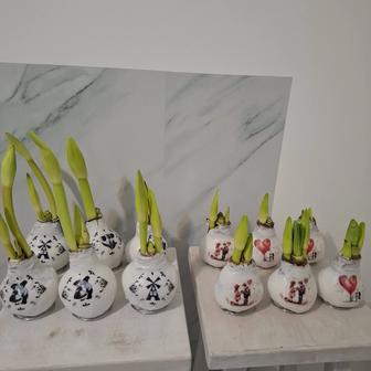 Амариллис в воске