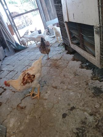Продам петухов Лома браун молодых