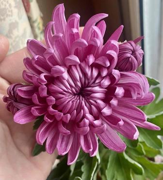 Горшечная крупноголовая хризантема