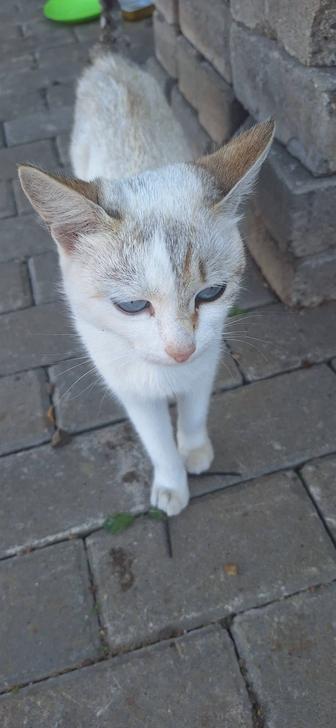 Отдам даром животные кошки