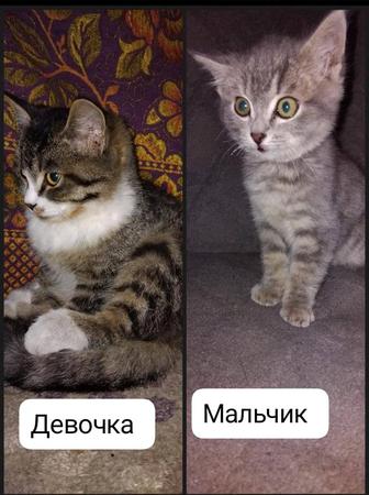 Котята