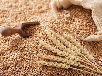 Пшеница цельная, дробленая