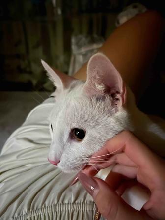 Отдам доброго кота