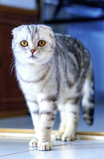 Кошка вислоухая с родословной за символическую цену
