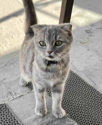Шотландская вислоухая кошка