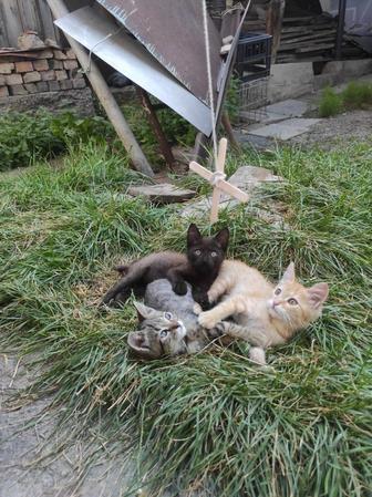 Отдадим котят в добрые, любящие руки
