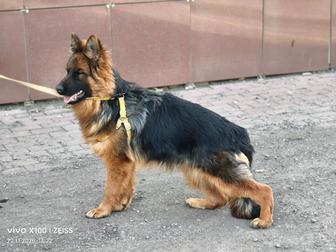 Продам шикарную девочку немецкой овчарки длинношерстную рассрочка каспи