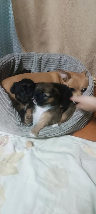 Продам той терьера