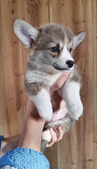 Щеночки вельш-корги пемброк девочки