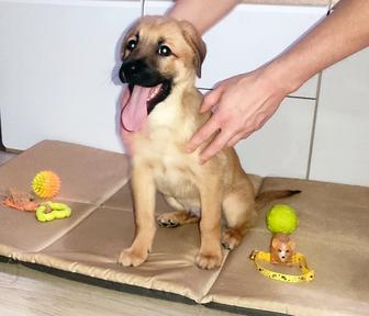 Щенок, собака