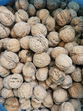 Домашние грецкие орехи.