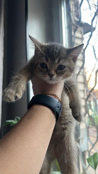 Отдам котенка в добрые руки .Британская шиншилла
