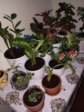 Комнатные цветы