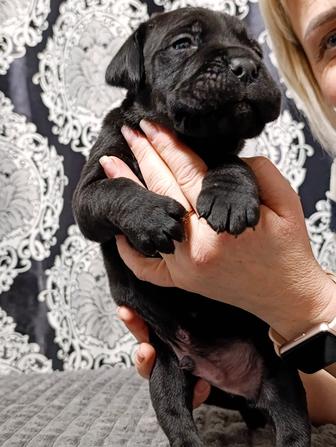 Продаются Кане корсо